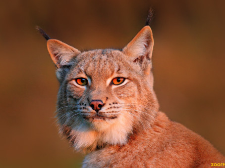 Странный шум разбудил мужчину: на пороге ждал сюрприз