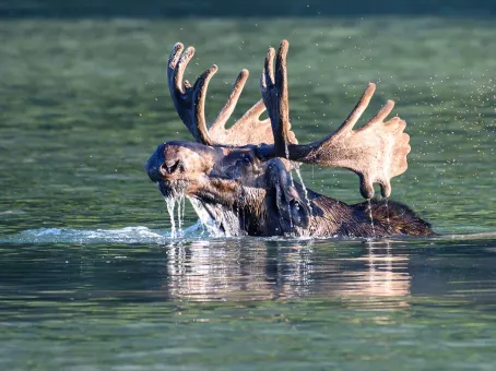 Лося нашли в радиоактивном озере Чернобыля: что с ним стало