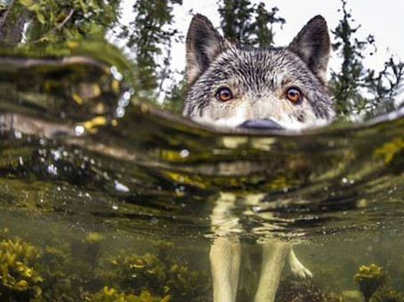 Девушки нашли волка в ледяной воде: что сделали с ним