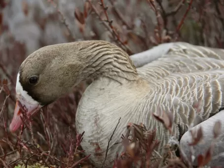 Мужчина обнаружил золотой клад в утке