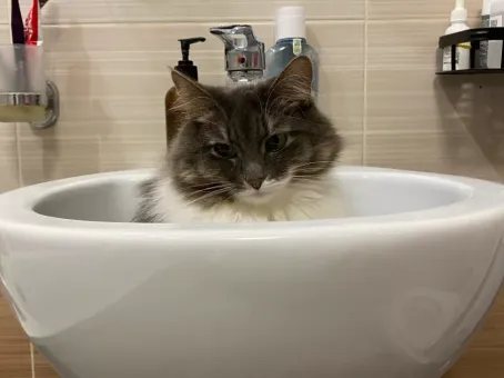 Кошка ходит хвостом за хозяином: что это значит