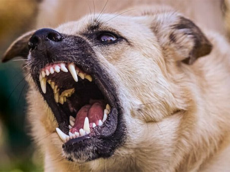 Спастись от своры: кинолог назвал 3 главных правила при атаке собак