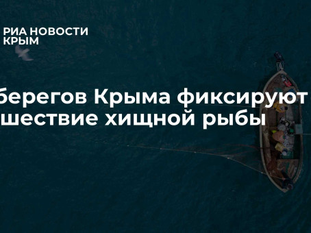 У берегов Крыма фиксируют нашествие хищной рыбы