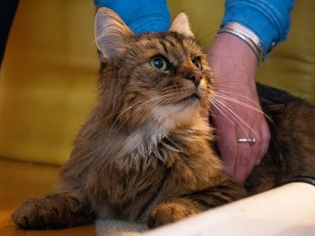 Сбежавший кот вернулся к семье через 12 лет