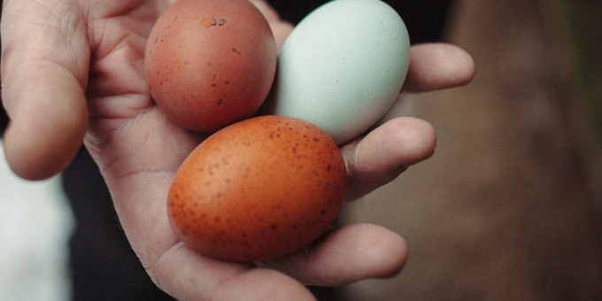 Сколько яиц можно есть: доза вас удивит