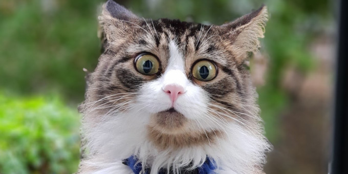 Как наличие кошки в доме влияет на хозяев