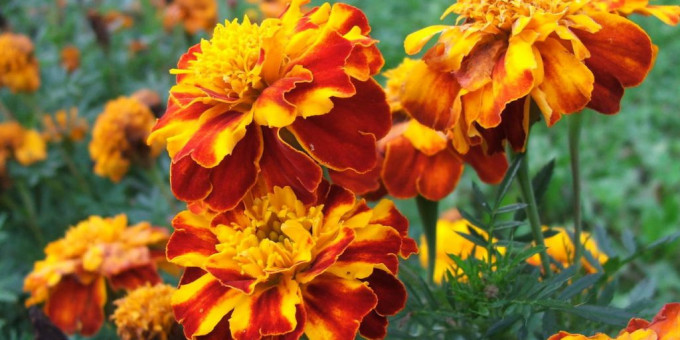 Золотые цветы, которые лечат печень и чистят сосуды