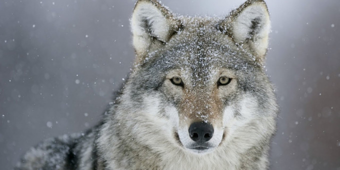 Зачем древние люди хоронили волков вместе с человеком