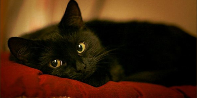 Какое поведение черной кошки сулит прибыль и счастье?