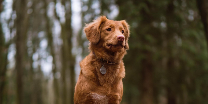 Бездомного пса забрали домой: отблагодарил жизнью