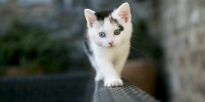 Котенок пришел к одинокому мужчине и исполнил его мечту