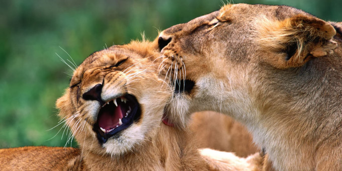 Женщина вырастила двух львят и они отблагодарили