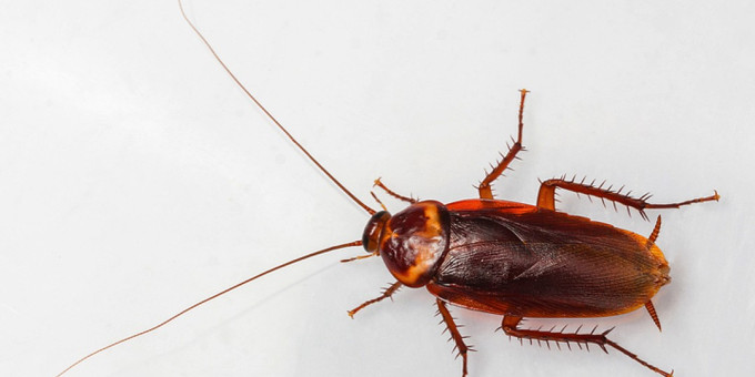 «Усатые соседи»: куда внезапно исчезли тараканы