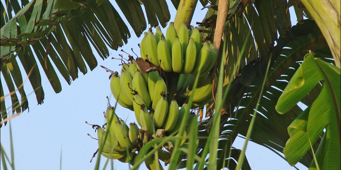 «1-2 банана в день»: почему нельзя есть больше