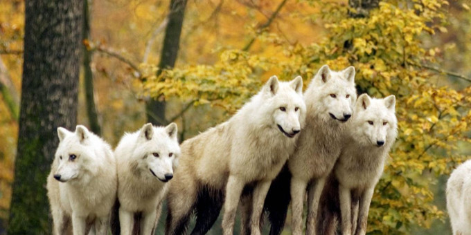 История о том, как стая волков помогала женщине в родах