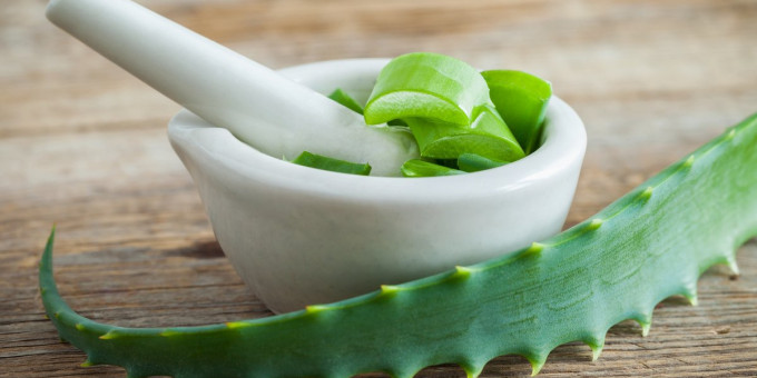 Алоэ: чем оно может быть опасно для здоровья