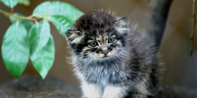 Старушка и представить не могла, какого кота она подобрала