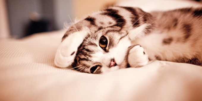 Девушка нашла бездомного котенка, а он оказался уникальным