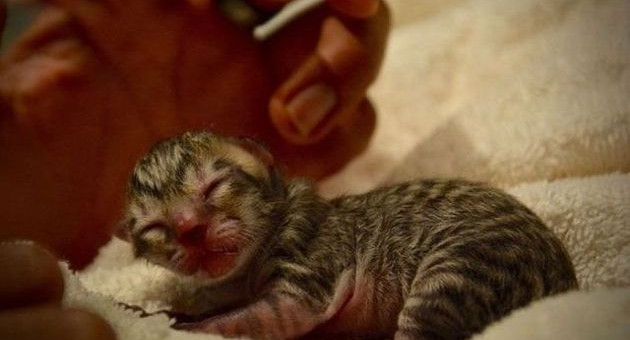 Люди думали, что нашли обычного котенка, но это оказалось не так