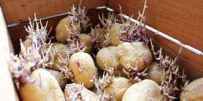 Ценнейший дар. Почему отростки старого картофеля дороже золотa