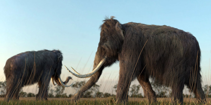 Названа новая причина вымирания мамонтов