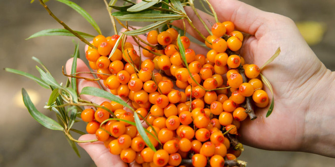 Облепиха – ягода здоровья, но есть те, кому она категорически противопоказана