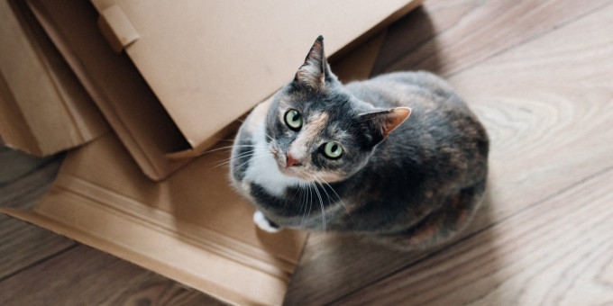 Почему кошку в дом пускали первой