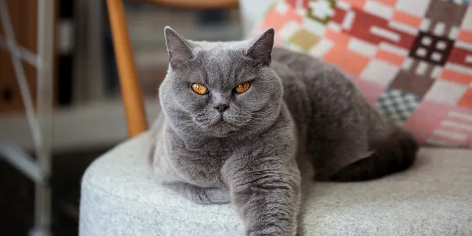 Ученые обнаружили целебное свойство кошек