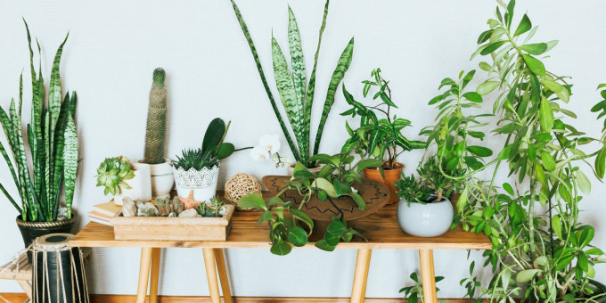 Названы цветы, которые приносят в дом одни беды