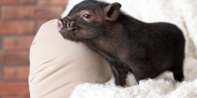 Что стало с поросенком, который вырос среди собак