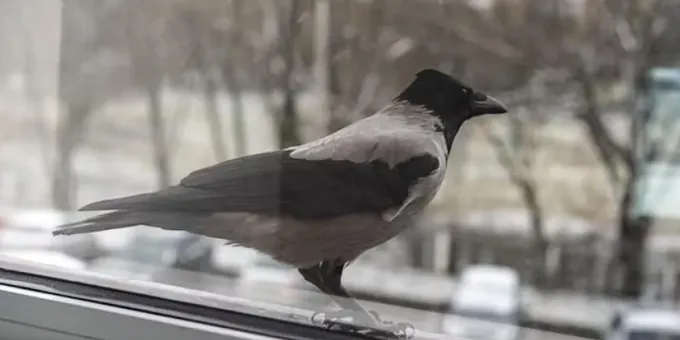 Ворона попросилась войти: люди открыли ей окно