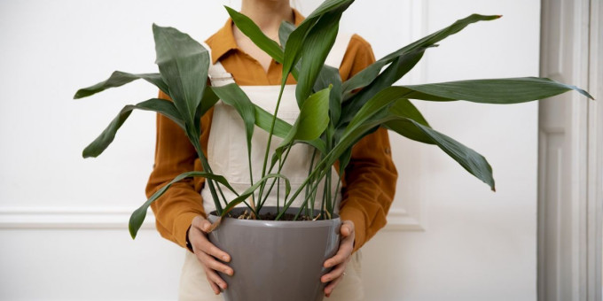 Не будет в доме счастья, если на подоконнике стоит такой цветок