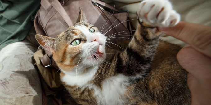 Болезнь, которая развивается, если в доме есть кошка