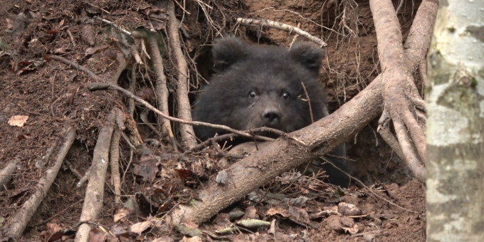 Супруги откопали медведя из берлоги и произошло странное