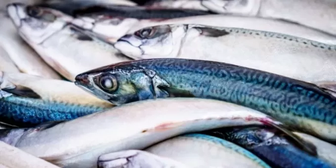 Смертельно опасно: никогда не ешьте и не покупайте эту рыбу