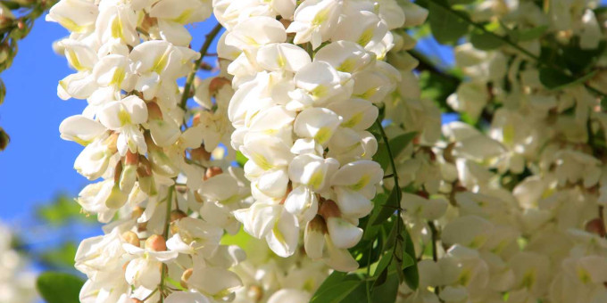 Вот что будет, если съедать по ложке цветов акации натощак