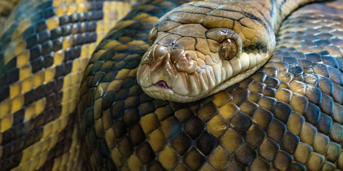 Тревожные факты о змеях, которые вы предпочли бы не знать