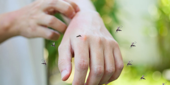 Ученые выяснили, кого чаще кусают комары