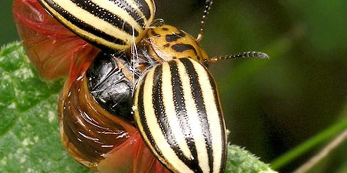 Ученые нашли секрет «непобедимых» колорадских жуков