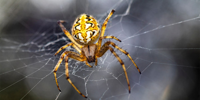 Почему в доме нельзя убивать пауков: страшные последствия