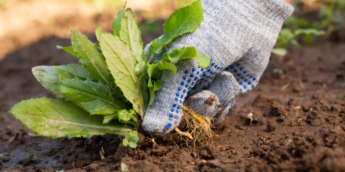 Разбросайте этот мусор по грядкам — сорняков больше не увидите