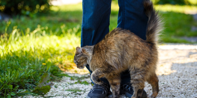 Почему коты часто трутся о ноги человека?