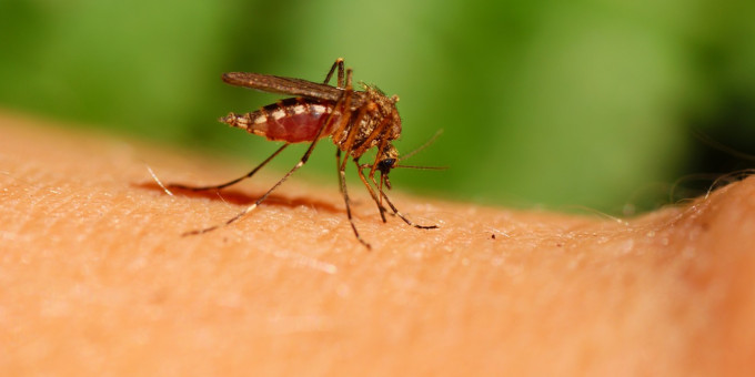 Зачем комары пьют человеческую кровь