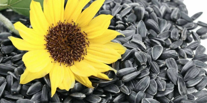 Семечки подсолнуха: кому есть можно, а кому нельзя