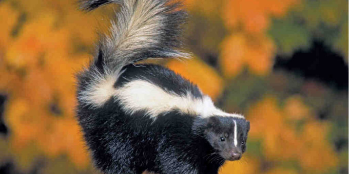 Пума захотела съесть скунса: но что-то пошло не так