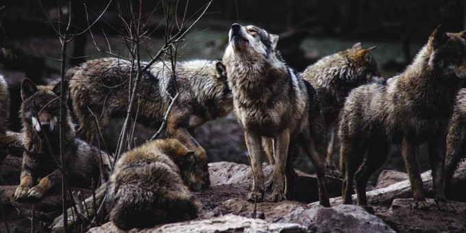 Стая волков помогала рожающей женщине