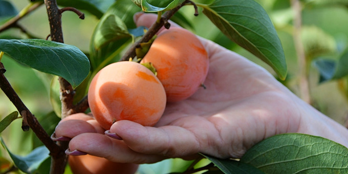 Эксперт рассказал, как правильно есть хурму