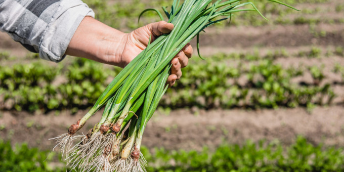 Кому категорически противопоказан зеленый лук: важно знать