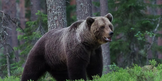 Охотник встретил медведя: все закончилось не так, как ожидали