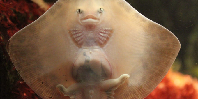 Мальчик бросал хлеб рыбкам, и вдруг на поверхность всплыло это